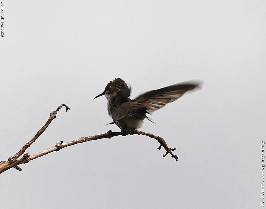 Ruby-topaz Hummingbird female adult