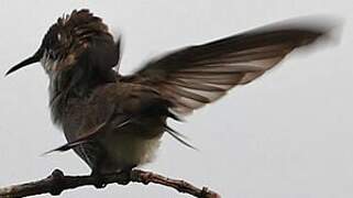 Ruby-topaz Hummingbird