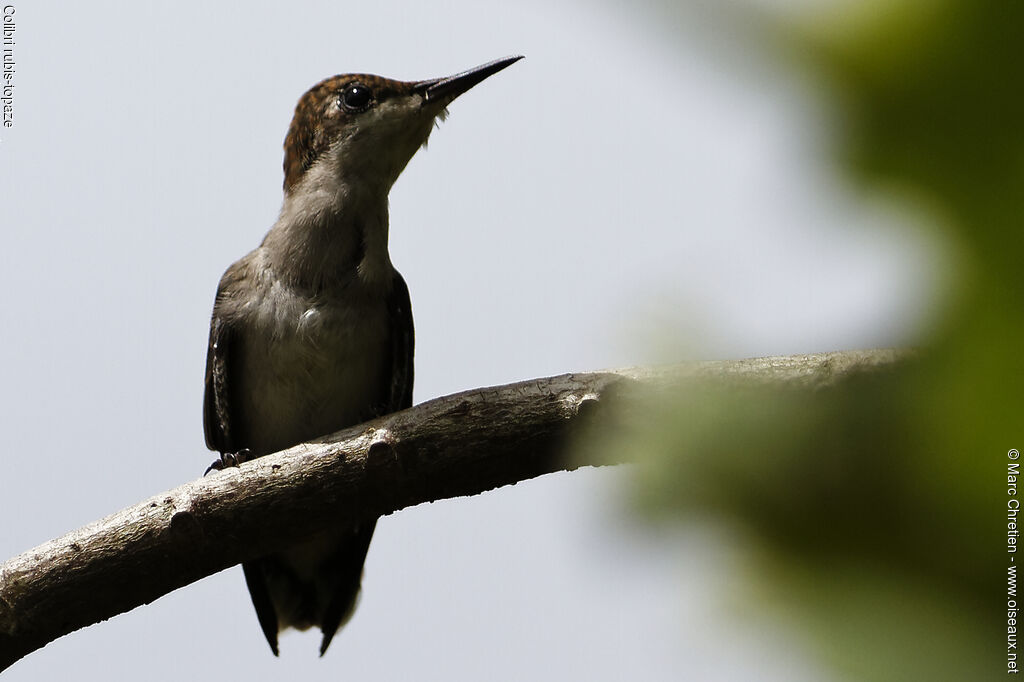 Colibri rubis-topaze femelle