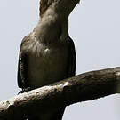 Colibri rubis-topaze