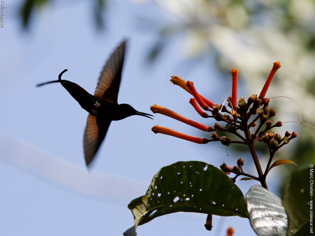 Colibri topaze