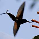 Colibri topaze