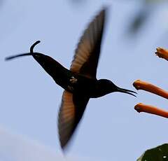 Colibri topaze