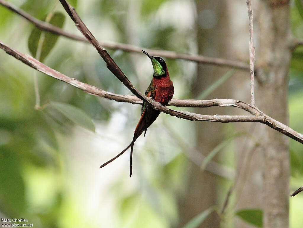 Colibri topaze mâle adulte, identification