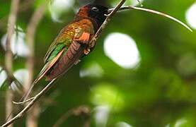 Colibri topaze