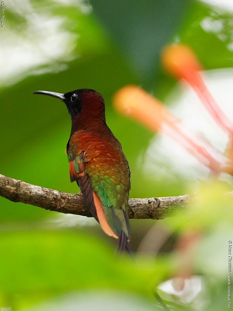 Colibri topaze mâle