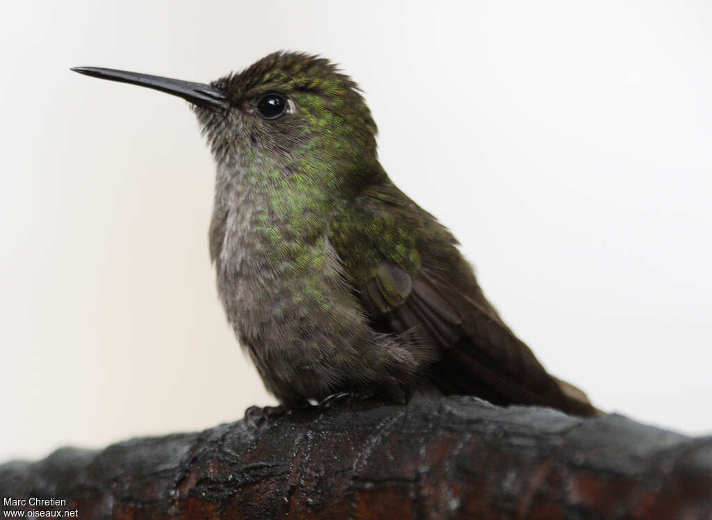 Colibri vert et gris