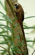 Speckled Mousebird