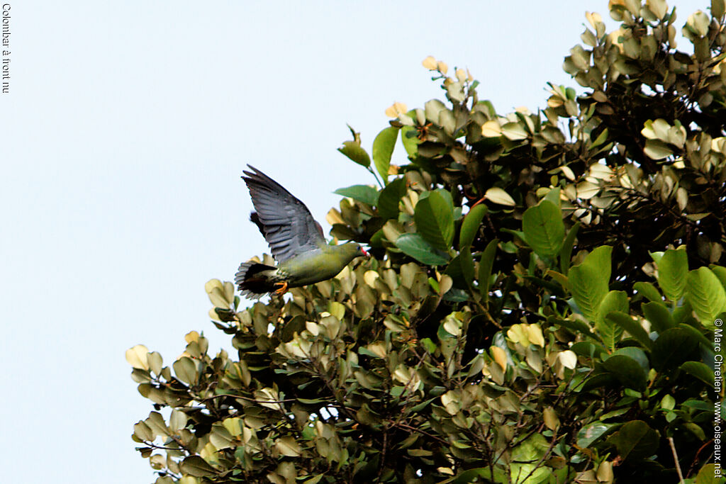 African Green Pigeon