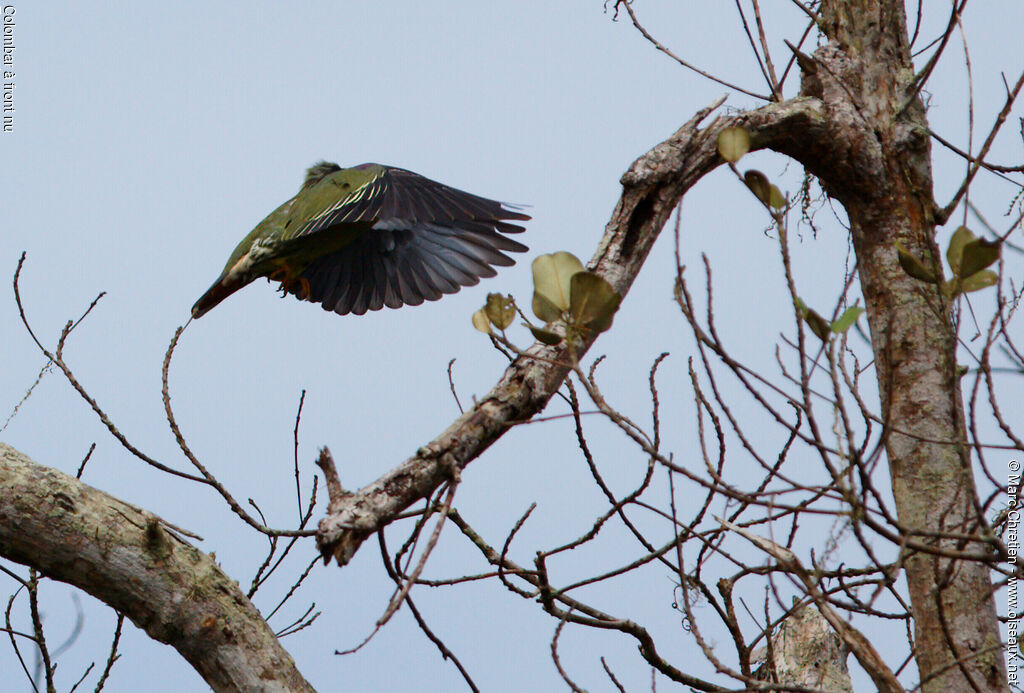 African Green Pigeon