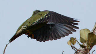 African Green Pigeon