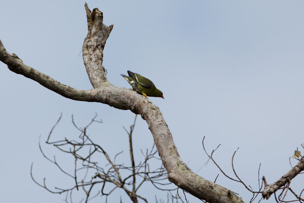 African Green Pigeon