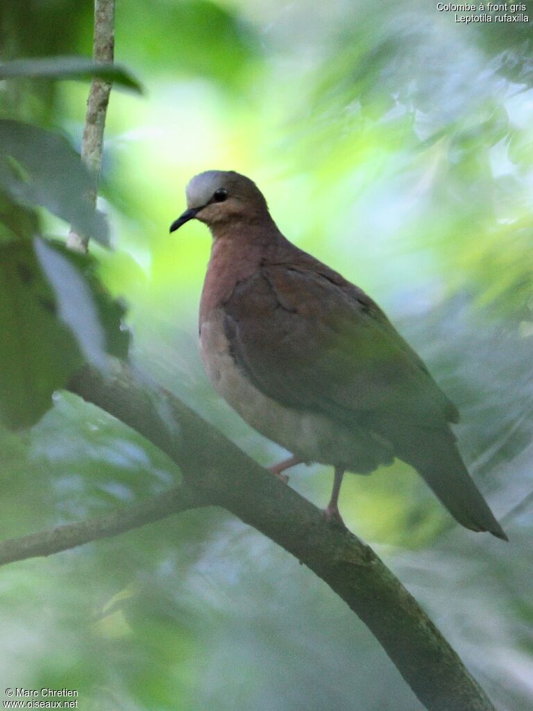 Grey-fronted Doveadult