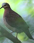 Grey-fronted Dove