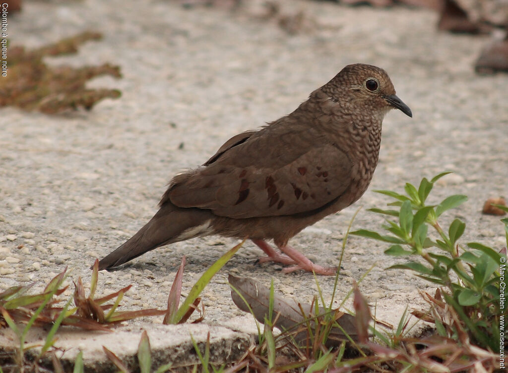 Common Ground Dove