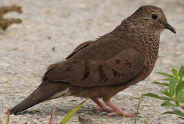 Common Ground Dove