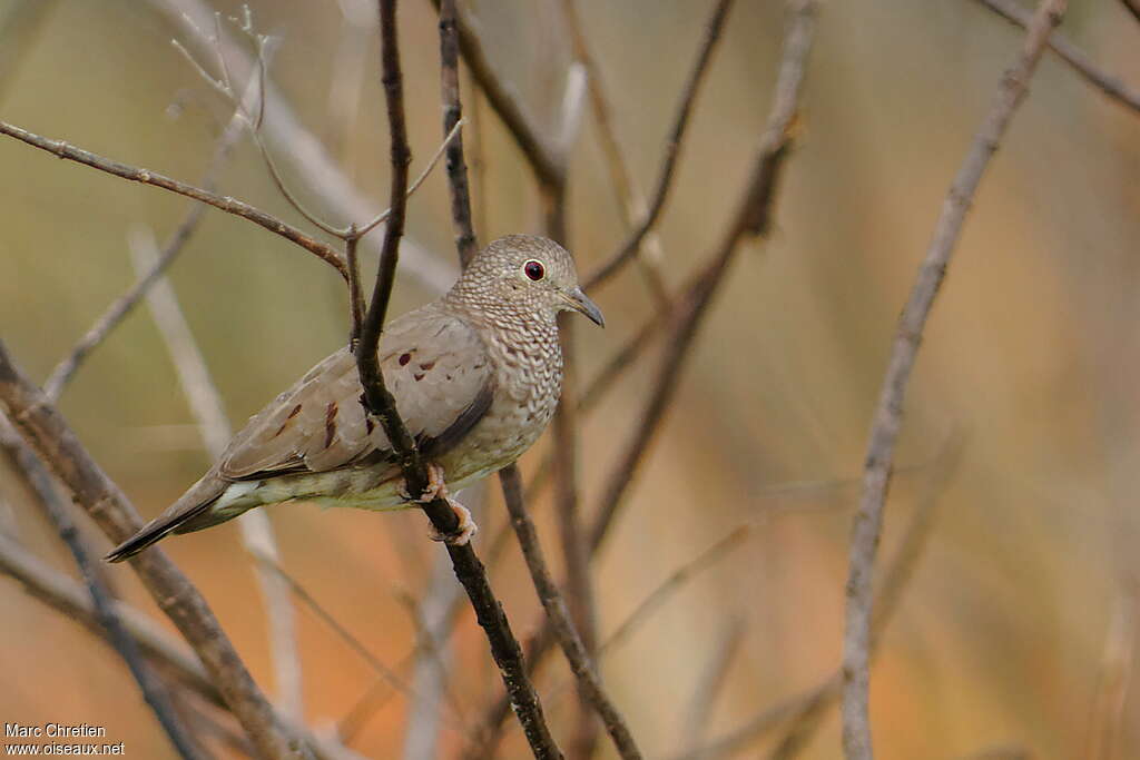 Common Ground Dove female adult, identification