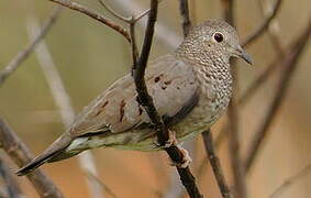 Common Ground Dove