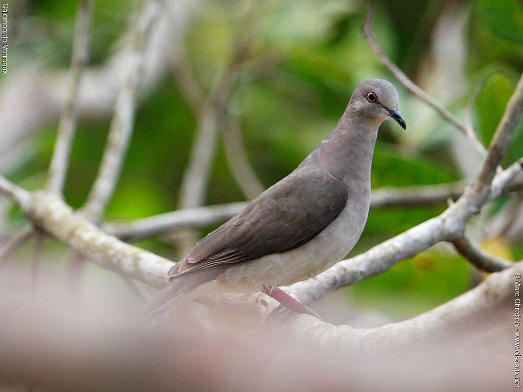 White-tipped Doveadult