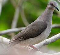 White-tipped Dove