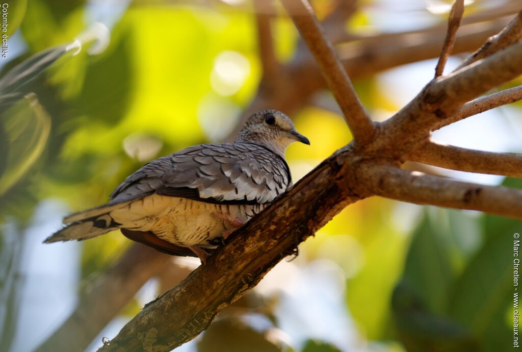 Scaled Doveadult