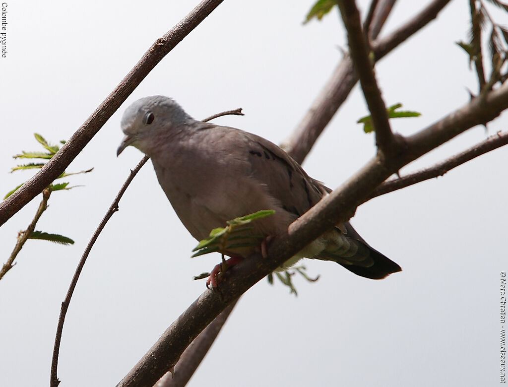 Plain-breasted Ground Dove