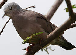 Plain-breasted Ground Dove