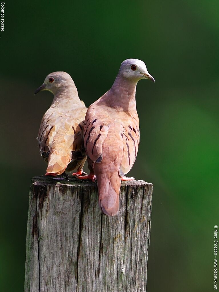 Ruddy Ground Dove