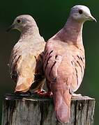 Ruddy Ground Dove