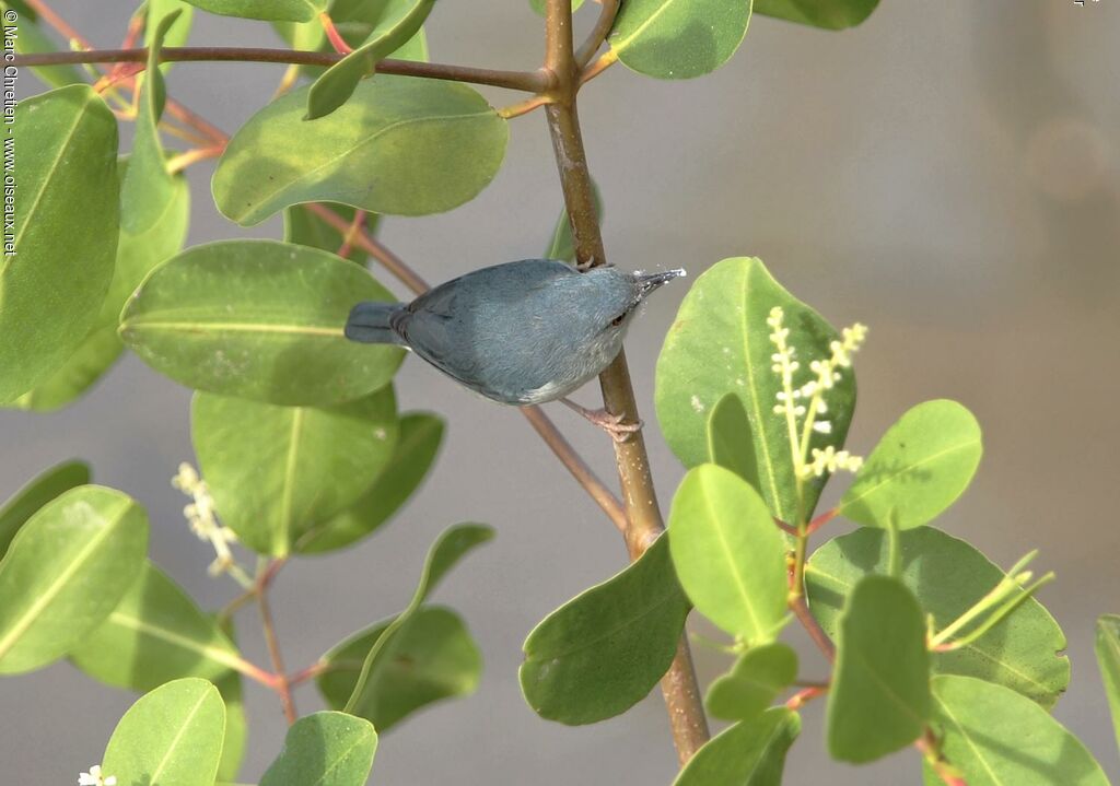 Bicolored Conebill