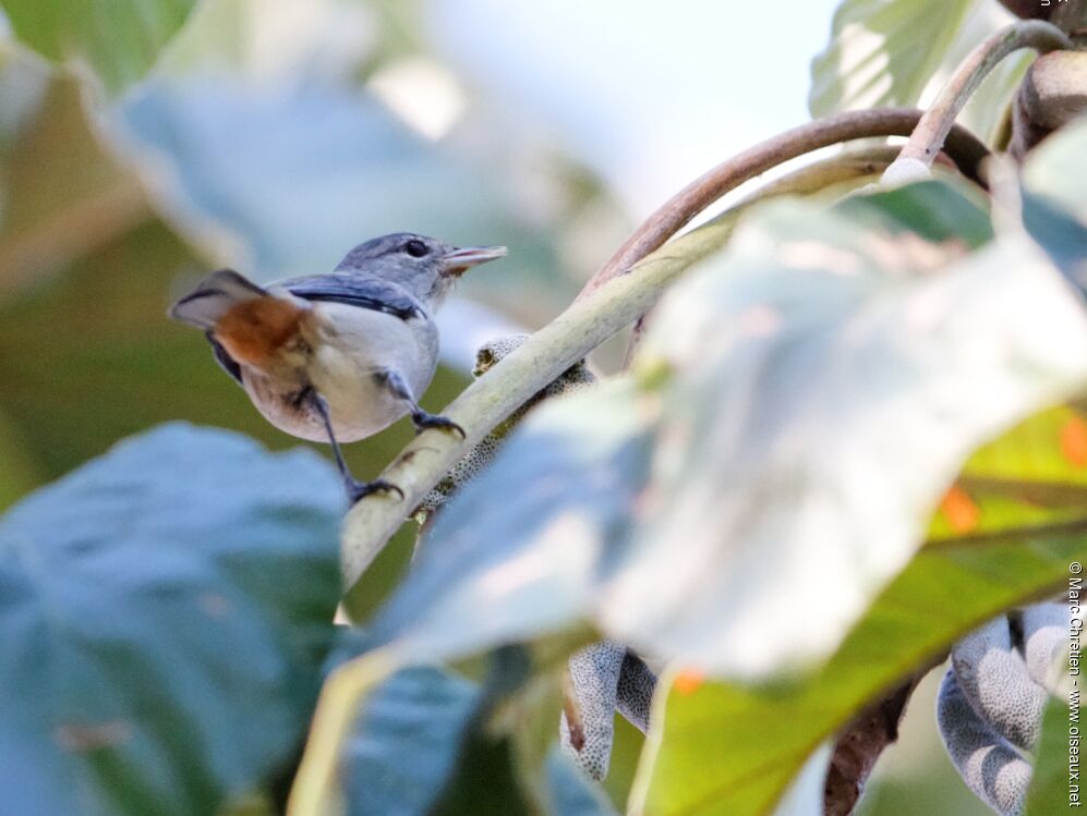 Chestnut-vented Conebill