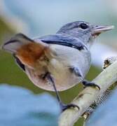 Chestnut-vented Conebill