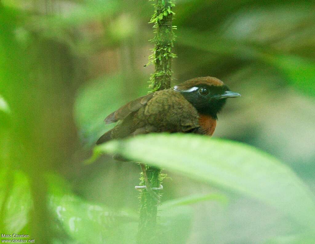 Chestnut-belted Gnateater female adult