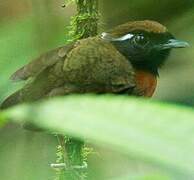 Chestnut-belted Gnateater