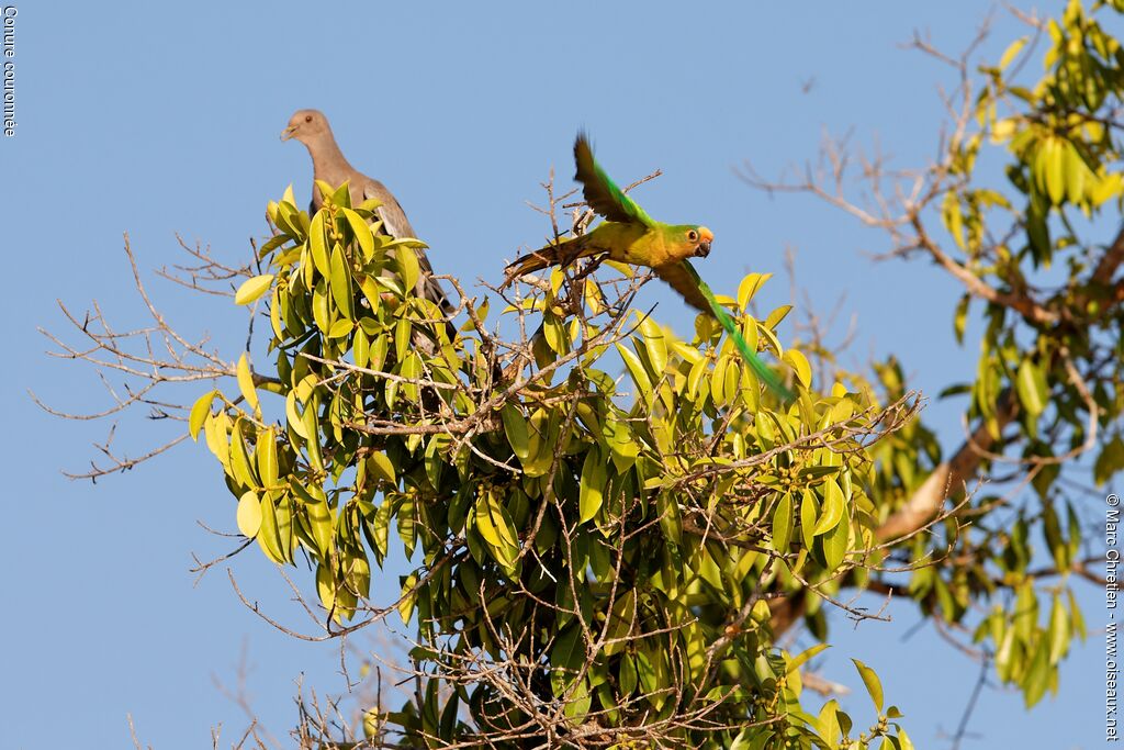 Conure couronnéeadulte