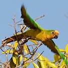 Conure couronnée