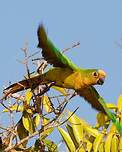 Conure couronnée