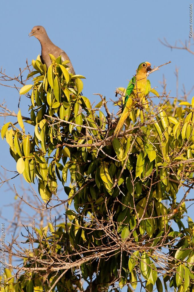 Conure couronnée