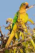 Peach-fronted Parakeet