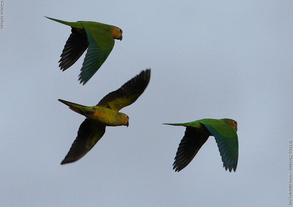 Brown-throated Parakeet