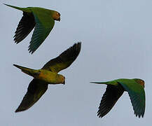 Brown-throated Parakeet