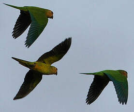 Conure cuivrée