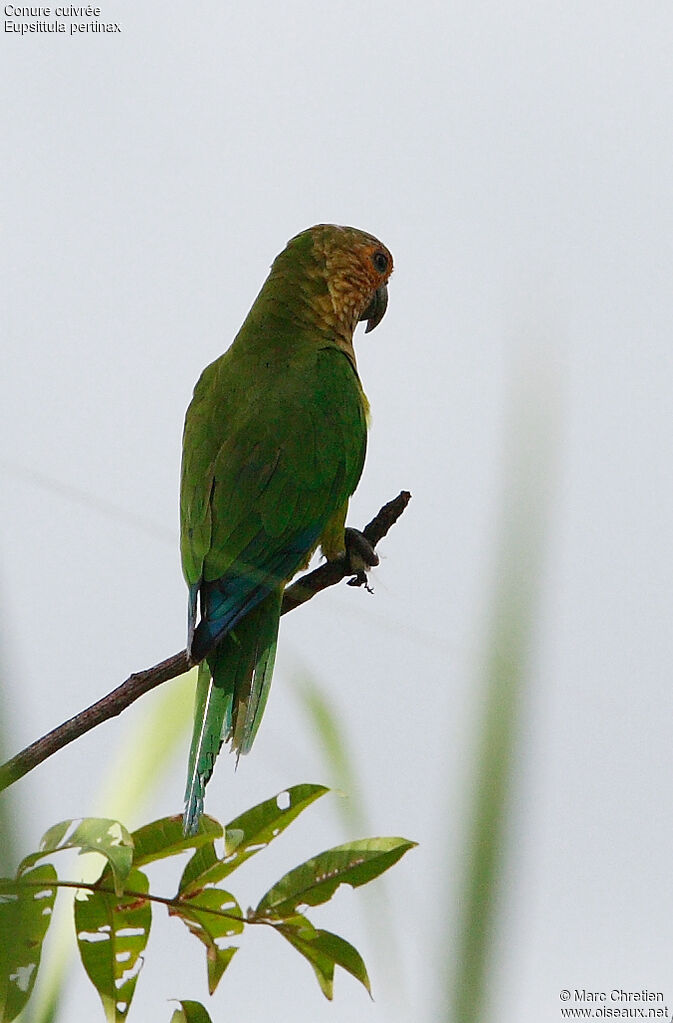 Brown-throated Parakeet