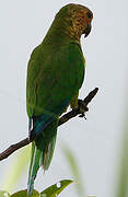 Brown-throated Parakeet