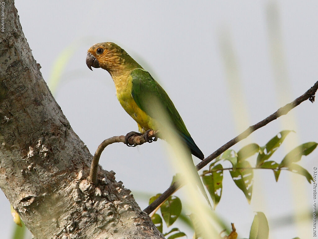 Brown-throated Parakeet