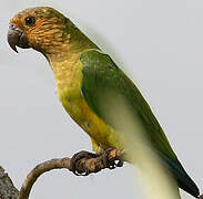 Brown-throated Parakeet