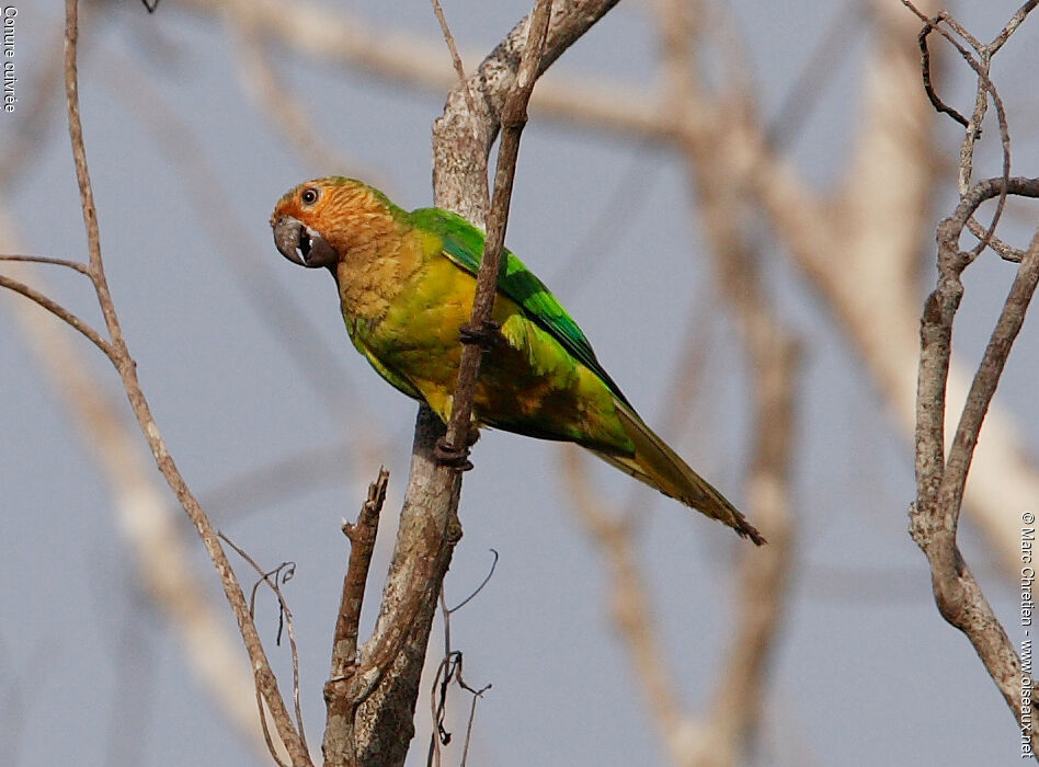 Conure cuivrée