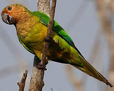 Brown-throated Parakeet