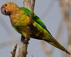 Conure cuivrée