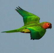 Brown-throated Parakeet